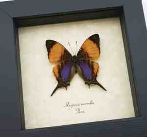 Real Framed Orange Purple Butterfly Marpesia marcella Taxidermy Display