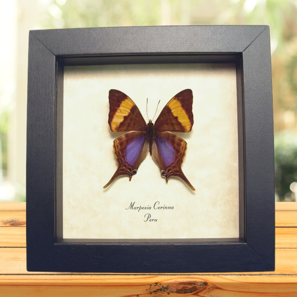 Corinna Daggerwing Butterfly Marpesia corinna Verso Framed Taxidermy Display Corinna Daggerwing Butterfly Marpesia corinna Verso Framed Taxidermy Display