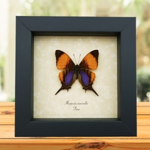 Real Framed Orange Purple Butterfly Marpesia marcella Taxidermy Display