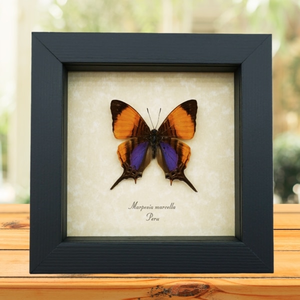 Real Framed Orange Purple Butterfly Marpesia marcella Taxidermy Display