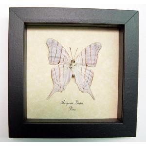 Marpesia livius Verso White Tiger Butterfly Framed Taxidermy Display