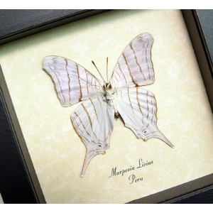 Marpesia livius Verso White Tiger Butterfly Framed Taxidermy Display