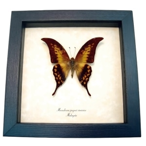 Real Framed Yellow Gorgon Butterfly Meandrusa payeni ciminius Verso Taxidermy Display