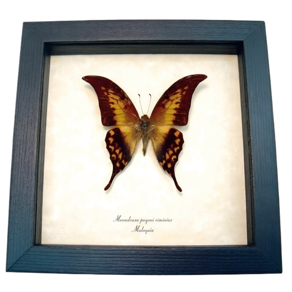 Real Framed Yellow Gorgon Butterfly Meandrusa payeni ciminius Verso Taxidermy Display