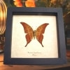 Yellow Gorgon Butterfly Meandrusa payeni ciminius Verso Taxidermy Display