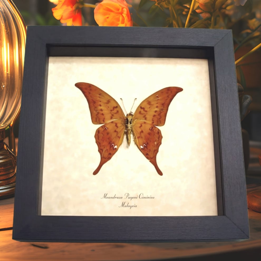 Yellow Gorgon Butterfly Meandrusa payeni ciminius Verso Taxidermy Display