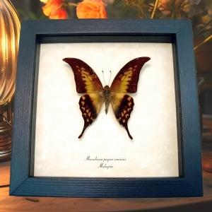 Real Framed Yellow Gorgon Butterfly Meandrusa payeni ciminius Verso Taxidermy Display