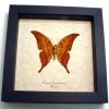 Meandrusa payeni ciminius Verso Yellow Gorgon Sickle Butterfly Framed Taxidermy Display