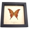 Yellow Gorgon Butterfly Meandrusa payeni ciminius Verso Taxidermy Display