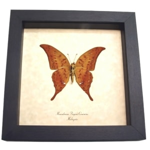 Yellow Gorgon Butterfly Meandrusa payeni ciminius Verso Taxidermy Display