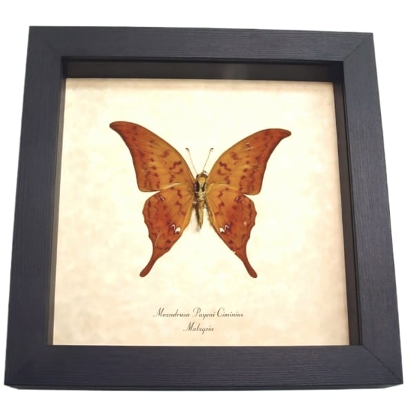 Yellow Gorgon Butterfly Meandrusa payeni ciminius Verso Taxidermy Display
