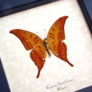 Meandrusa payeni ciminius Verso Yellow Gorgon Sickle Butterfly