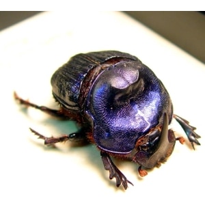 Megaphanaeus lancifer Giant Purple Scarab Beetle