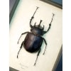 Real Framed Elephant Beetle Megasoma Acteon 75mm Taxidermy Display