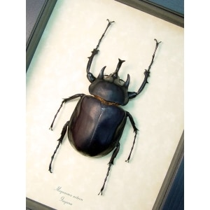 Real Framed Elephant Beetle Megasoma Acteon 75mm Taxidermy Display