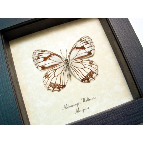 Melanargia halimede Mongolia Butterfly Framed Taxidermy Display