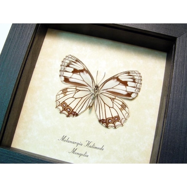 Melanargia halimede Mongolia Butterfly Framed Taxidermy Display