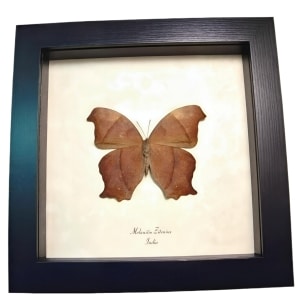 Great Evening Brown Butterfly Melanitis zitenius Framed Taxidermy Display