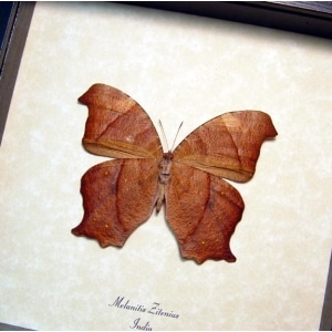 Melanitis zitenius Great Evening Brown Framed Taxidermy Display