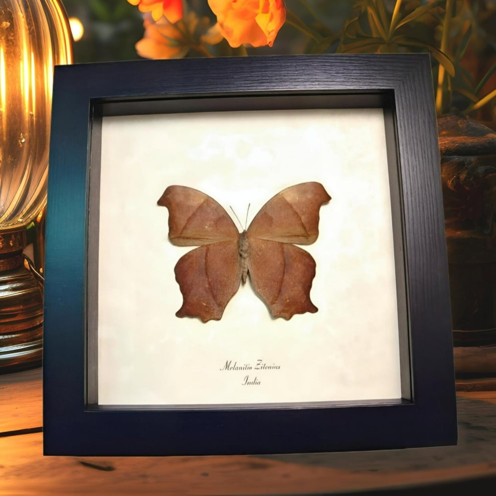 Great Evening Brown Butterfly Melanitis zitenius Framed Taxidermy Display Great Evening Brown Butterfly Melanitis zitenius Framed Taxidermy Display
