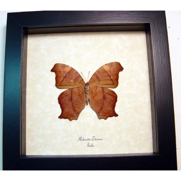 Melanitis zitenius Great Evening Brown Framed Taxidermy Display