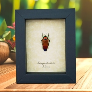 Glowing Jewel Beetle Metaxymorpha apicalis Framed Taxidermy Display