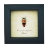 Rare Jewel Beetle Metaxymorpha nigrofasciata Framed Taxidermy Display