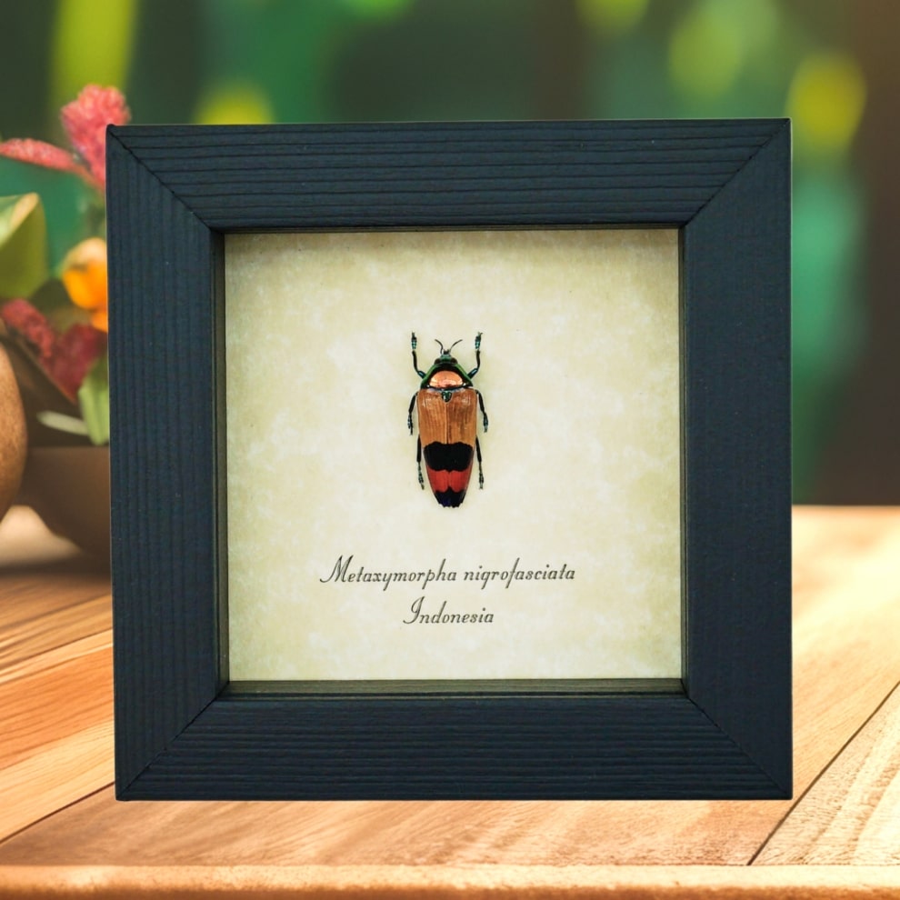 Rare Jewel Beetle Metaxymorpha nigrofasciata Framed Taxidermy Display Rare Jewel Beetle Metaxymorpha nigrofasciata Framed Taxidermy Display
