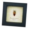 Rare Jewel Beetle Metaxymorpha nigrofasciata Framed Taxidermy Display