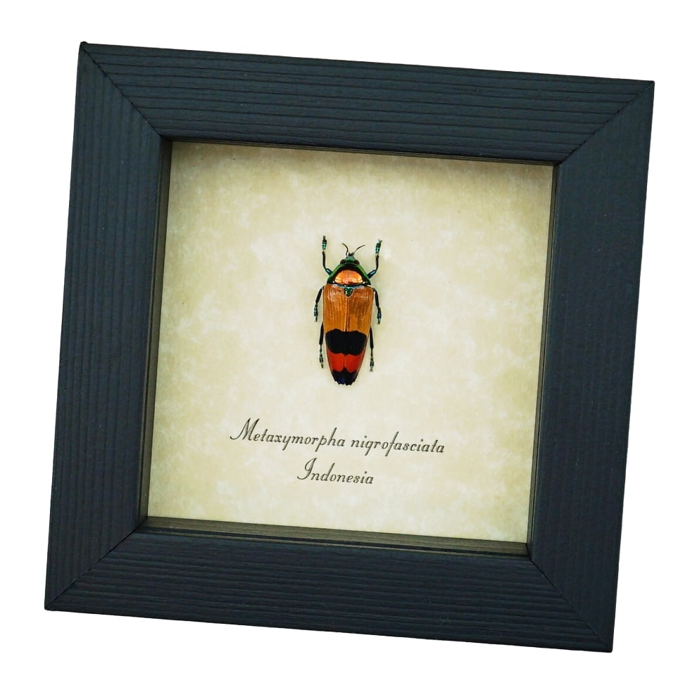 Rare Jewel Beetle Metaxymorpha nigrofasciata Framed Taxidermy Display