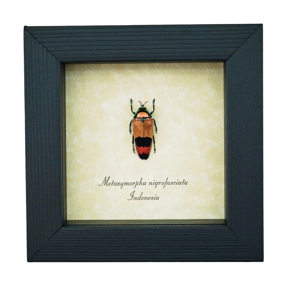 Rare Jewel Beetle Metaxymorpha nigrofasciata Framed Taxidermy Display