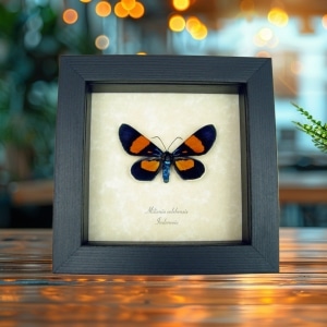 Real Framed Day Flying Moth Milionia celebensis Taxidermy Display