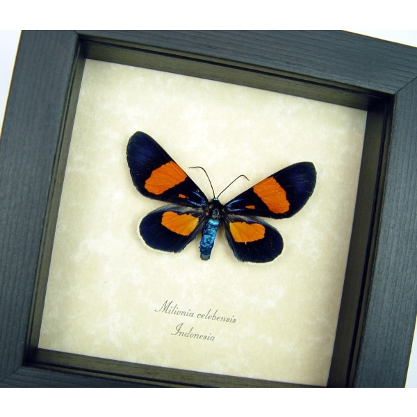 Real Framed Day Flying Moth Milionia celebensis Taxidermy Display
