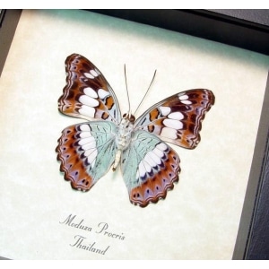 Moduza procris Aqua Blue Butterfly Framed Taxidermy Display