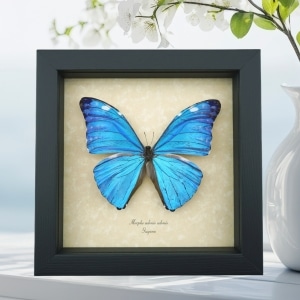 Morpho adonis Blue Morpho Butterfly Framed Taxidermy Display
