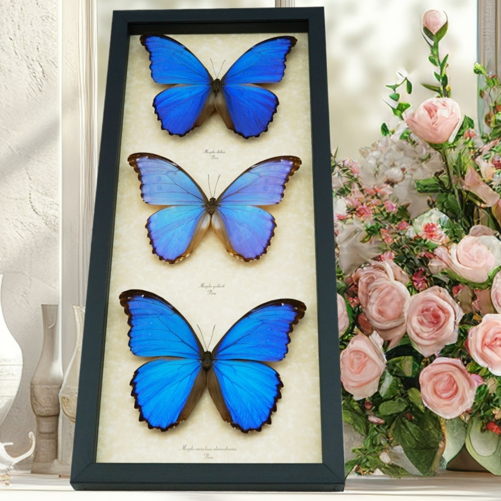 Blue Morpho Butterfly Collection Framed Butterflies Taxidermy Display Blue Morpho Butterfly Collection Framed Butterflies Taxidermy Display
