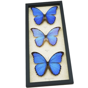 Blue Morpho Butterfly Collection Framed Butterflies Taxidermy Display