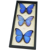 Blue Morpho Butterfly Collection Framed Butterflies Taxidermy Display