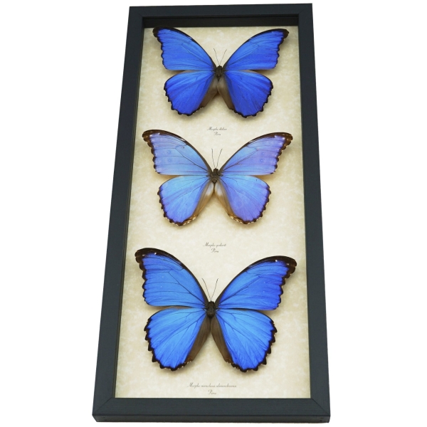 Blue Morpho Butterfly Collection Framed Butterflies Taxidermy Display