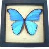 Morpho didius Giant Blue Morpho Butterfly Framed Taxidermy Display