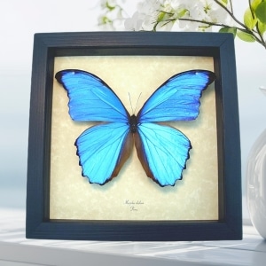 Morpho didius Giant Blue Morpho Butterfly Framed Taxidermy Display