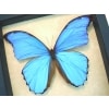 Morpho didius Giant Blue Morpho Butterfly Framed Taxidermy Display