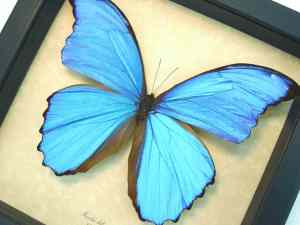 Morpho didius Giant Blue Morpho Butterfly Framed Taxidermy Display