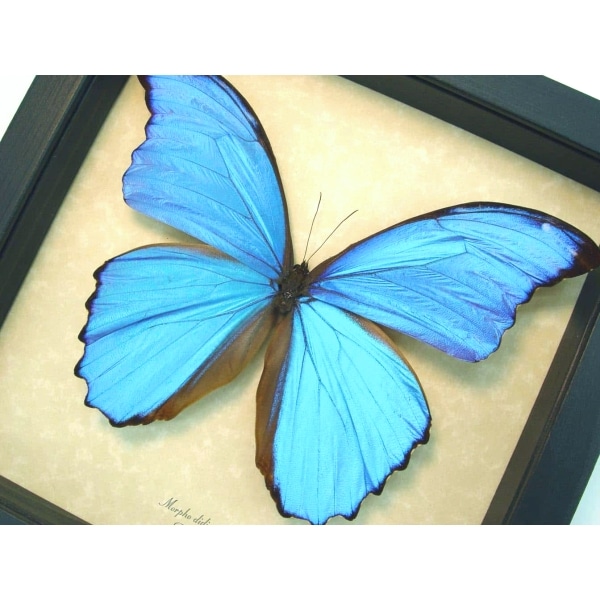 Morpho didius Giant Blue Morpho Butterfly Framed Taxidermy Display