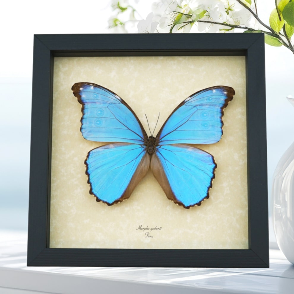 Morpho godarti Metallic Purple Butterfly Framed Taxidermy Display Morpho godarti Metallic Purple Butterfly Framed Taxidermy Display