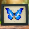 Morpho rhetenor helena Framed Blue Morpho Butterfly Taxidermy Display