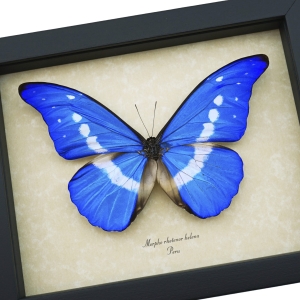 Morpho rhetenor helena Framed Blue Morpho Butterfly Taxidermy Display