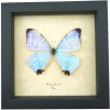 Mother Of Pearl Butterfly Morpho sulkowski Framed Taxidermy Display