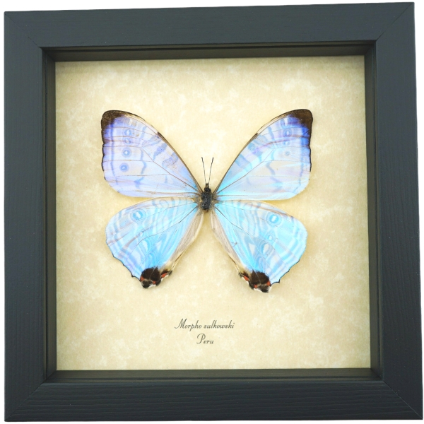 Mother Of Pearl Butterfly Morpho sulkowski Framed Taxidermy Display