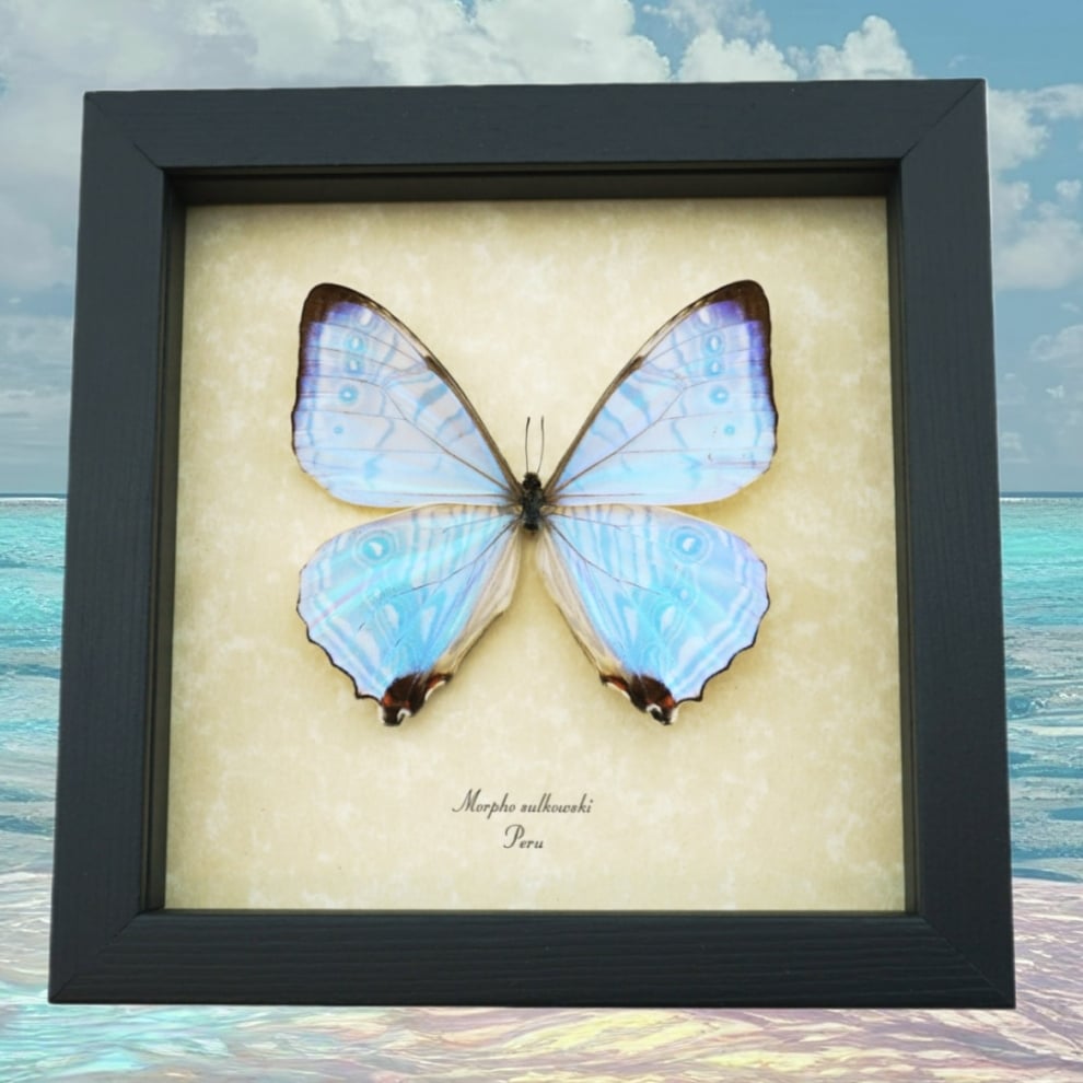 Mother Of Pearl Butterfly Morpho sulkowski Framed Taxidermy Display Mother Of Pearl Butterfly Morpho sulkowski Framed Taxidermy Display